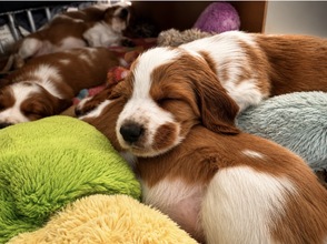 8 Welsh Springer Spaniel til salg på købhund.dk