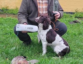 9 Engelsk springer spaniel-ft til salg på købhund.dk