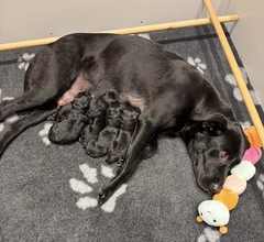 5 Labrador Retriever til salg på købhund.dk