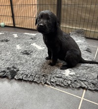 5 Labrador Retriever til salg på købhund.dk