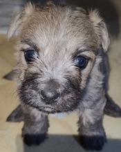 6 Cairn Terrier til salg på købhund.dk