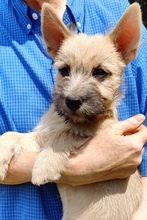 6 Cairn Terrier til salg på købhund.dk