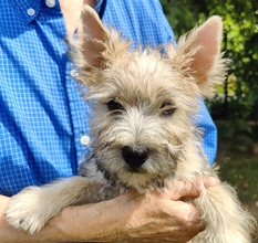 6 Cairn Terrier til salg på købhund.dk