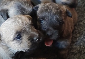 6 Cairn Terrier til salg på købhund.dk