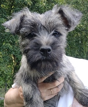 6 Cairn Terrier til salg på købhund.dk