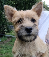 6 Cairn Terrier til salg på købhund.dk