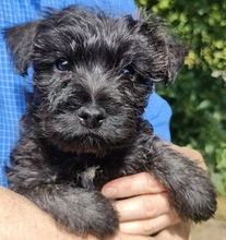 6 Cairn Terrier til salg på købhund.dk
