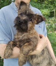 6 Cairn Terrier til salg på købhund.dk