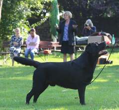9 Labrador Retriever til salg på købhund.dk