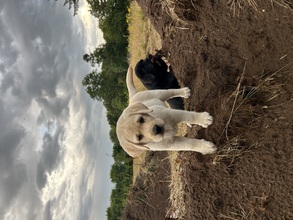 9 Labrador Retriever til salg på købhund.dk