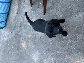 9 Labrador Retriever til salg på købhund.dk