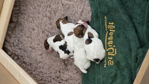 4 Jack Russell Terrier til salg på købhund.dk