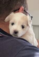 6 Coton de Tulear til salg på købhund.dk