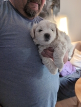 6 Coton de Tulear til salg på købhund.dk