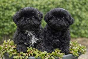 3 Shih Tzu til salg på købhund.dk