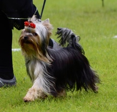 5 Yorkshire Terrier til salg på købhund.dk