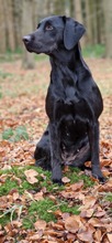 6 Labrador Retriever til salg på købhund.dk