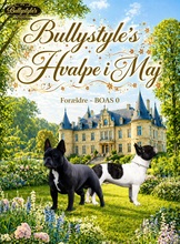 6 Fransk Bulldog til salg på købhund.dk