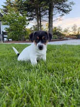 6 Jack Russell Terrier til salg på købhund.dk