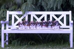 7 Shih Tzu til salg på købhund.dk