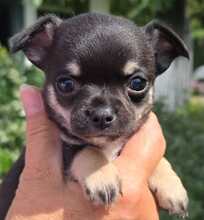 3 Chihuahua, korthåret til salg på købhund.dk
