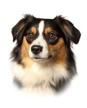 7 Miniature American Shepherd til salg på købhund.dk