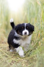 7 Miniature American Shepherd til salg på købhund.dk