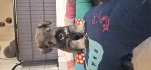 4 Dværgschnauzer, peber/salt til salg på købhund.dk