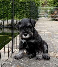 7 Dværgschnauzer, sort/sølv til salg på købhund.dk