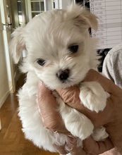 1 Malteser til salg på købhund.dk
