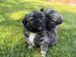 6 Tibetansk Spaniel til salg på købhund.dk