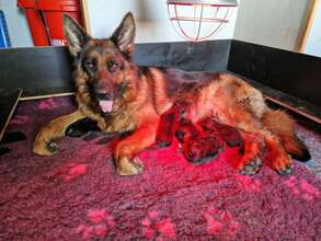 5 Schæferhund, stockhåret til salg på købhund.dk
