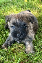 6 Cairn Terrier til salg på købhund.dk