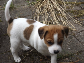 7 Dansk/Svensk Gårdhund til salg på købhund.dk