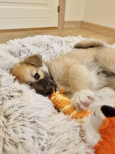 6 Islandsk Fårehund til salg på købhund.dk