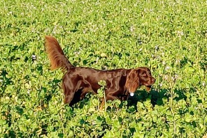 9 Tysk Langhår til salg på købhund.dk