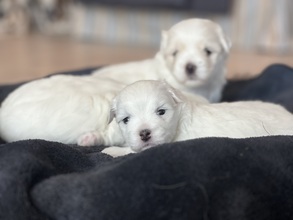 3 Coton de Tulear til salg på købhund.dk