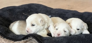 4 Coton de Tulear til salg på købhund.dk