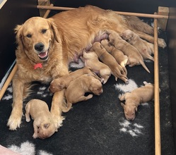 9 Golden Retriever til salg på købhund.dk