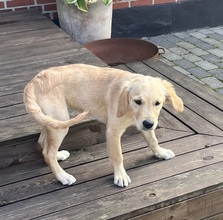 9 Golden Retriever til salg på købhund.dk