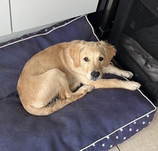 9 Golden Retriever til salg på købhund.dk