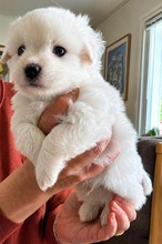 4 Coton de Tulear til salg på købhund.dk