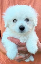 4 Coton de Tulear til salg på købhund.dk