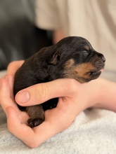 10 Rottweiler til salg på købhund.dk