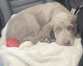 6 Weimaraner, langhåret til salg på købhund.dk