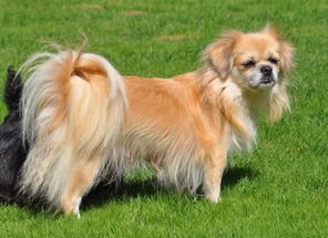 4 Tibetansk Spaniel til salg på købhund.dk