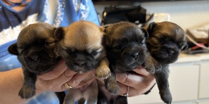 4 Tibetansk Spaniel til salg på købhund.dk