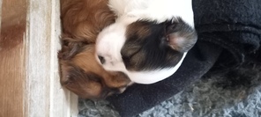 2 Bichon Havanais til salg på købhund.dk