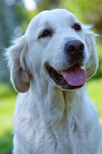 8 Golden Retriever til salg på købhund.dk