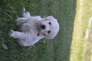 8 Golden Retriever til salg på købhund.dk